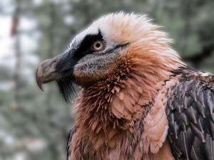 "Des Gypaètes et des hommes" by Mathieu Le Lay @ Rencontres Naturalistes de l’Aude | Carcassonne | Languedoc-Roussillon | France