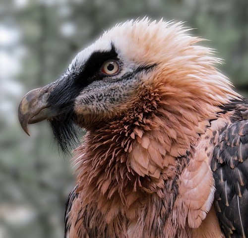 bearded-vulture