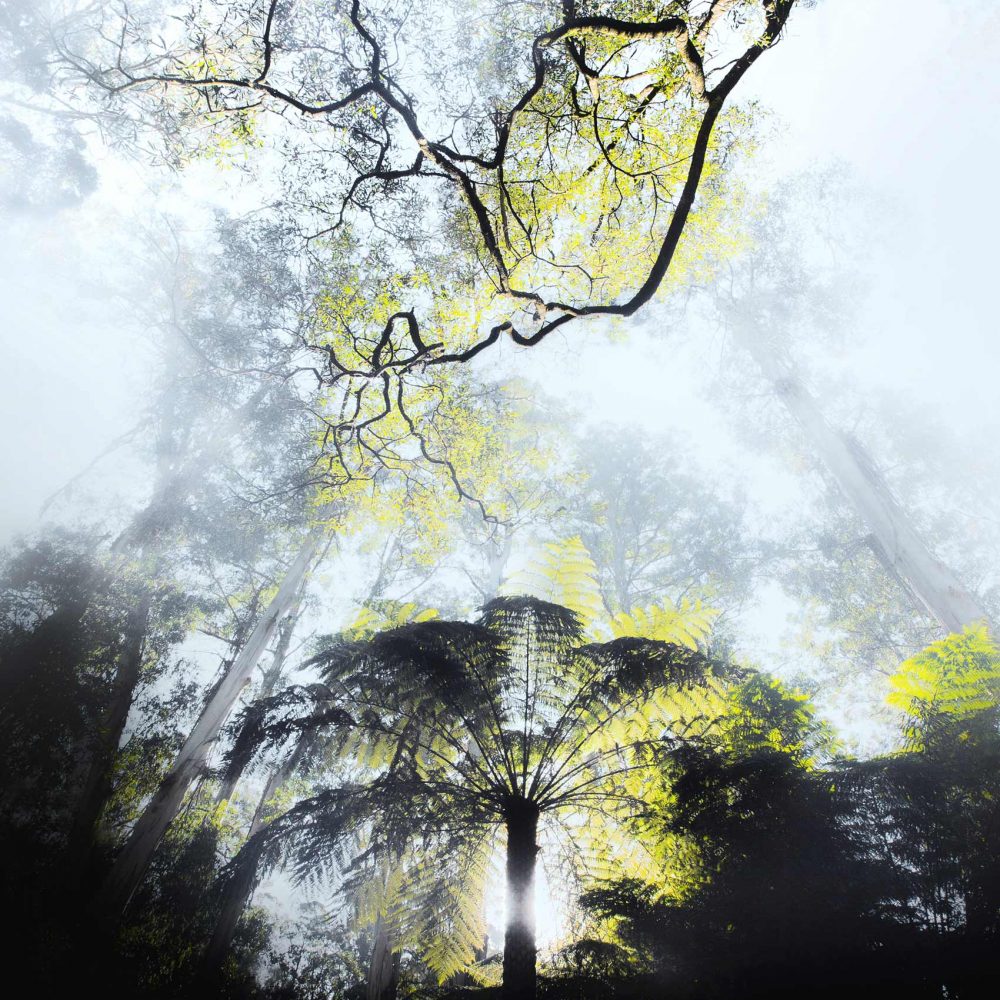 ilari_tree